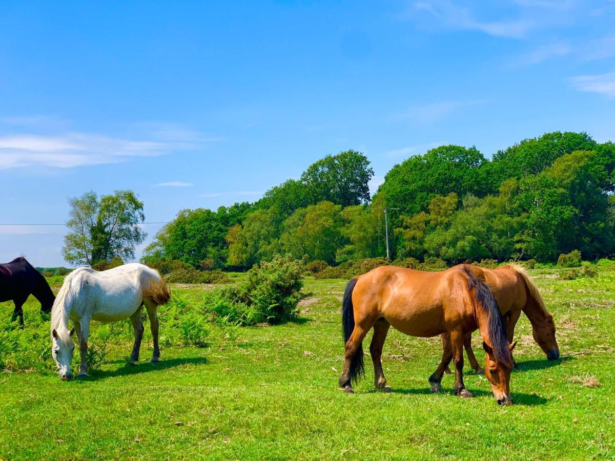 Forest Haven Sway Exteriér fotografie