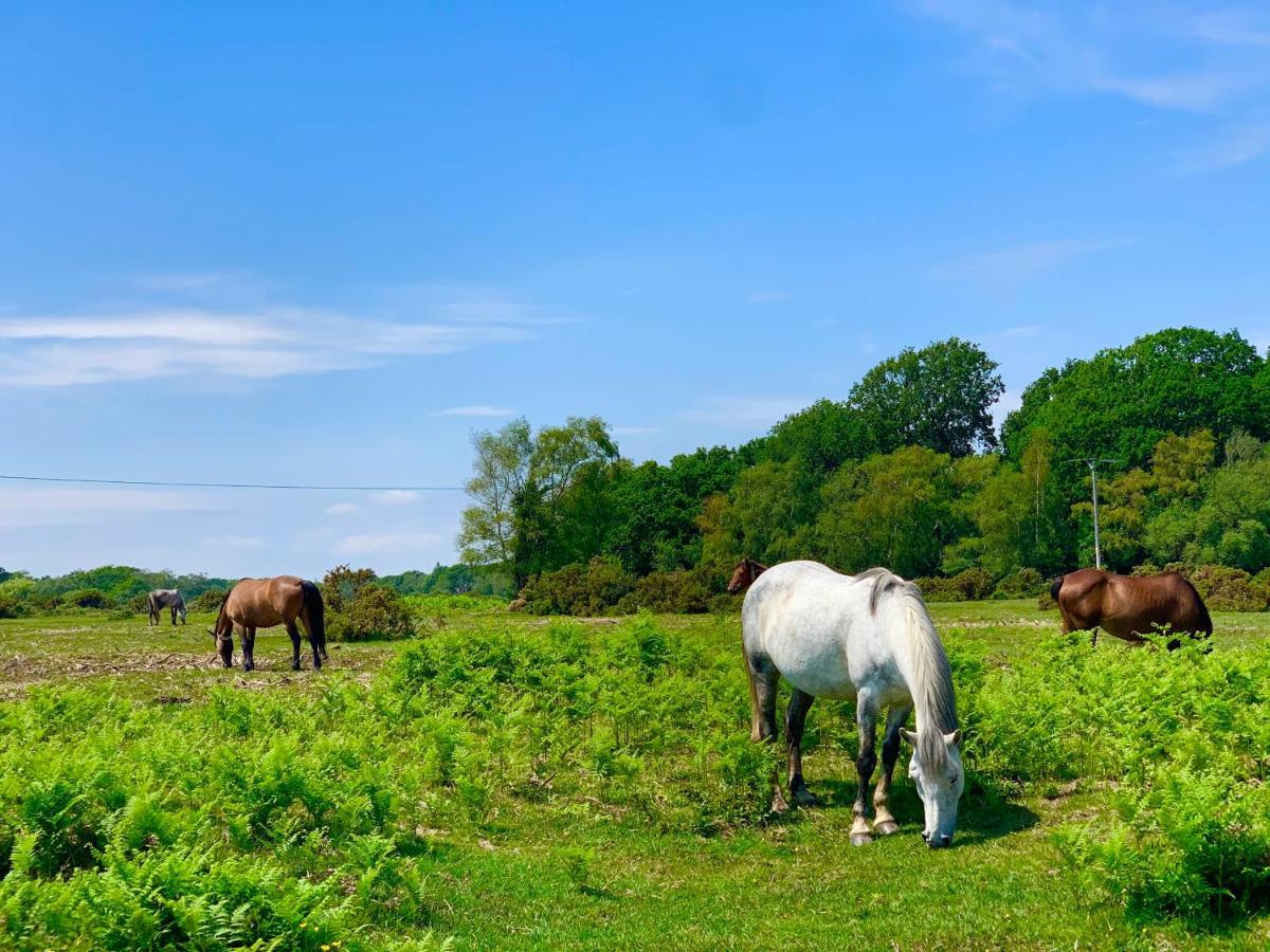 Forest Haven Sway Exteriér fotografie