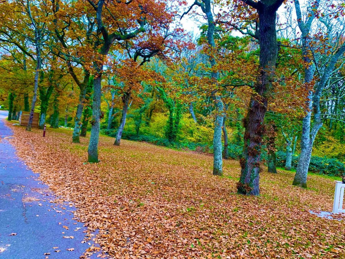 Forest Haven Sway Exteriér fotografie